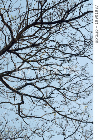 beautiful tree branch beautiful tree branch 19901987