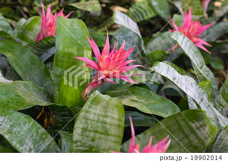 bromeliad flower in bloom in springtime bromeliad flower in bloom in springtime 19902014