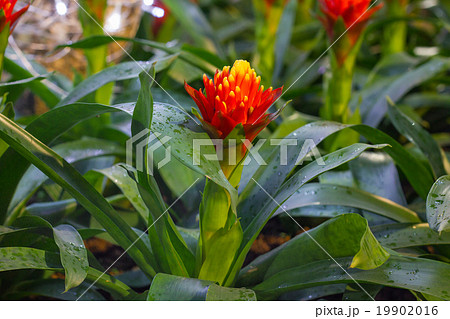 bromeliad flower in bloom in springtime  19902016