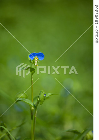 ツユクサ 19902303