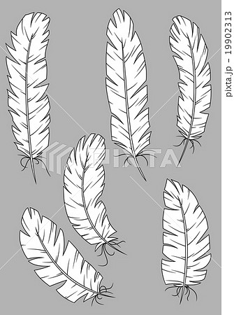 Antique quill pens with white feathers Antique quill pens with white feathers 19902313