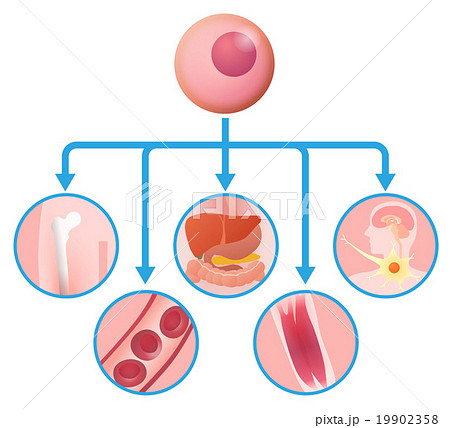 基幹細胞と再生医療 イメージイラストのイラスト素材 19902358 Pixta