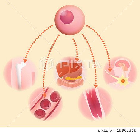 基幹細胞と再生医療　イメージイラスト 19902359
