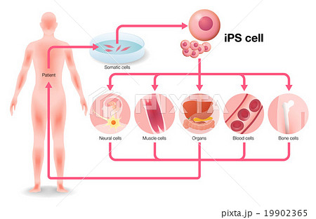 Ips細胞と再生医療 イメージイラストのイラスト素材
