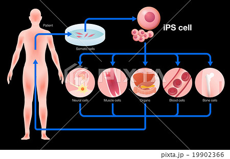 Ips細胞と再生医療 イメージイラストのイラスト素材