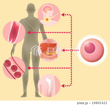 基幹細胞と再生医療 イメージイラストのイラスト素材