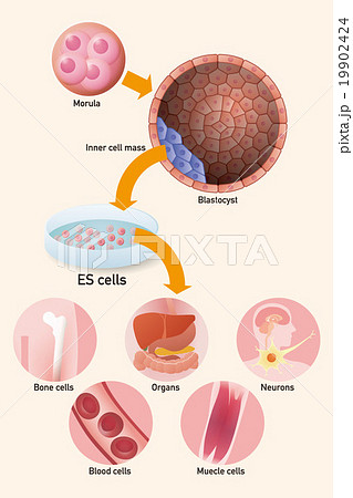 Es細胞と再生医療 イメージイラストのイラスト素材