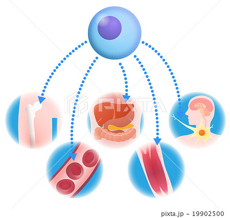基幹細胞と再生医療 イメージイラストのイラスト素材