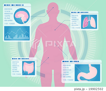 人のシルエットと臓器 医療インターフェース 人のシルエットと臓器 医療インターフェース 19902502