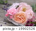 春色の花 19902526