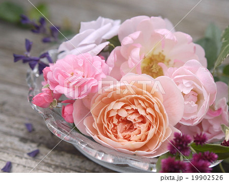 春色の花 春色の花 19902526