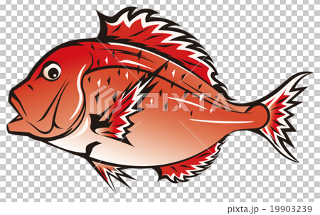  Red snapper 19903239