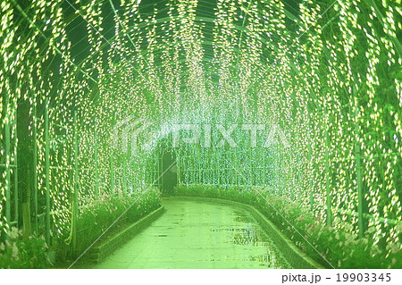 あしかがフラワーパーク イルミネーション あしかがフラワーパーク イルミネーション 19903345