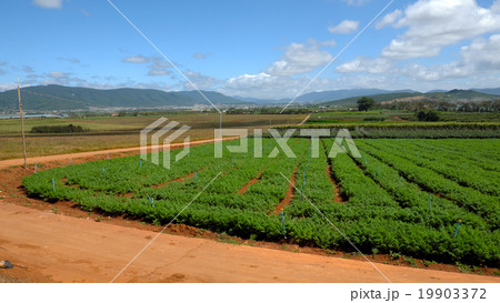 agriculture, Dalat, Vietnam, field, vegetable farm 19903372