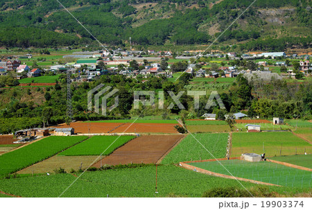 agriculture, Dalat, Vietnam, field, vegetable farm 19903374