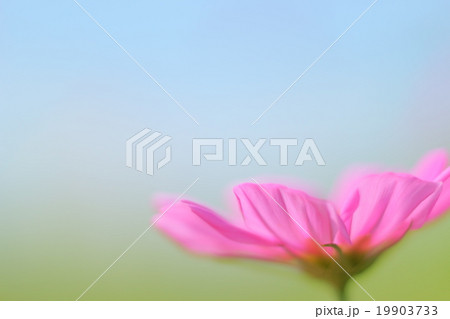 コスモス 19903733