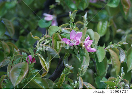榠樝カリン　花梨とも書くようです。 19903734