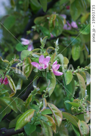 榠樝カリン　花梨とも書くようです。 19903735