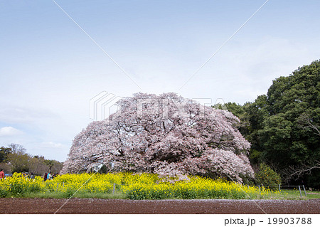 満開の桜 満開の桜 19903788