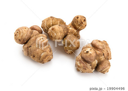 きくいも きくいも 19904496