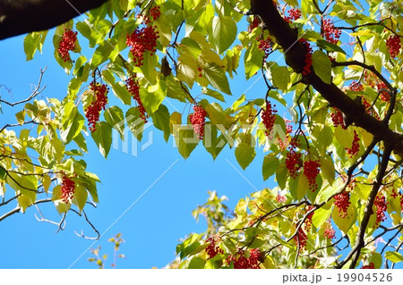 イイギリ 19904526