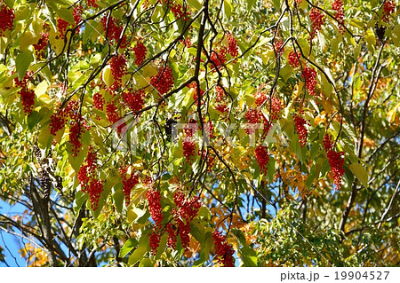 イイギリ 19904527