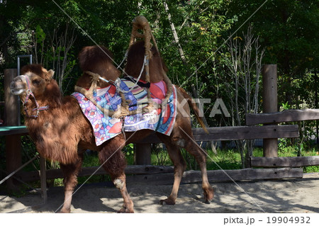 ズーラシア１２ 19904932