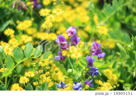 丸葉連理草1 19905151