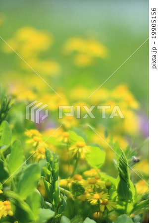 鳴門沢菊2 鳴門沢菊2 19905156