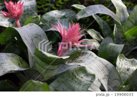 bromeliad flower in bloom in springtime  19906035