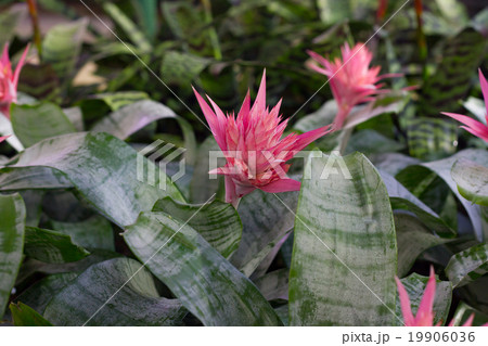bromeliad flower in bloom in springtime  19906036