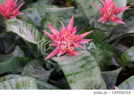 bromeliad flower in bloom in springtime  19906038