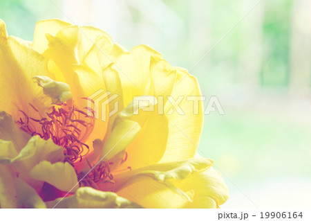 Yellow silk cotton flower Yellow silk cotton flower 19906164