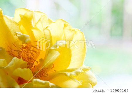 Yellow silk cotton flower Yellow silk cotton flower 19906165
