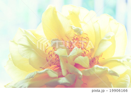Yellow silk cotton flower Yellow silk cotton flower 19906166