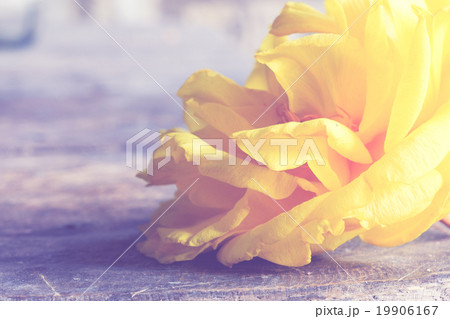 Yellow silk cotton flower Yellow silk cotton flower 19906167