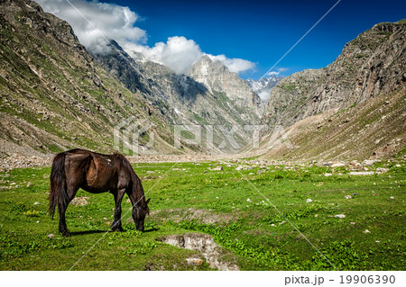 Horse grazing in Himalayas 19906390