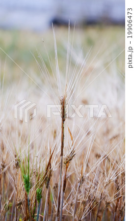 Barley field Barley field 19906473