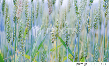 Barley field 19906474