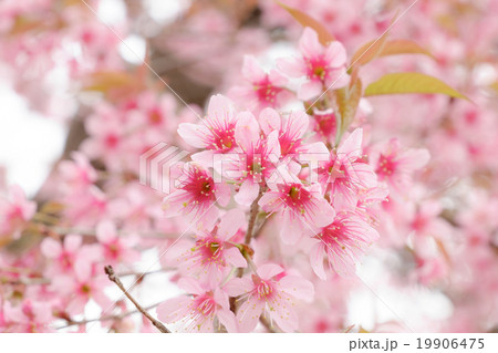 Beautiful pink colour cherry blossom 19906475