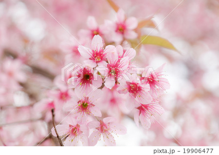 Beautiful pink colour cherry blossom Beautiful pink colour cherry blossom 19906477