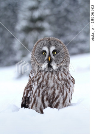 Majestic tawny owl 19906932