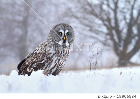 Strix nebulosa and tree 19906934