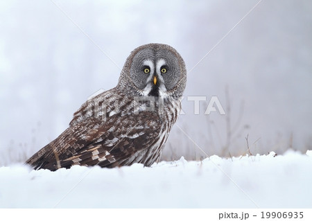 Strix nebulosa in fog 19906935