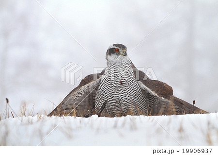 Majestic hawk 19906937