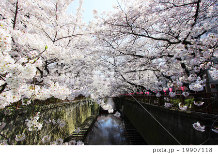 目黒川の桜 目黒川の桜 19907118