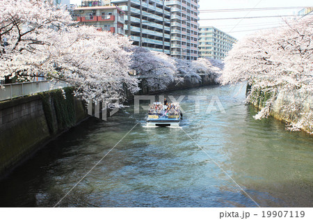 目黒川の桜 目黒川の桜 19907119