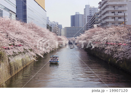 目黒川の桜 19907120