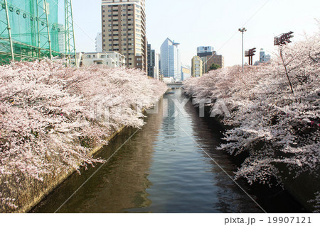目黒川の桜 目黒川の桜 19907121