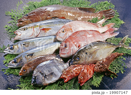 鮮魚集合 19907147